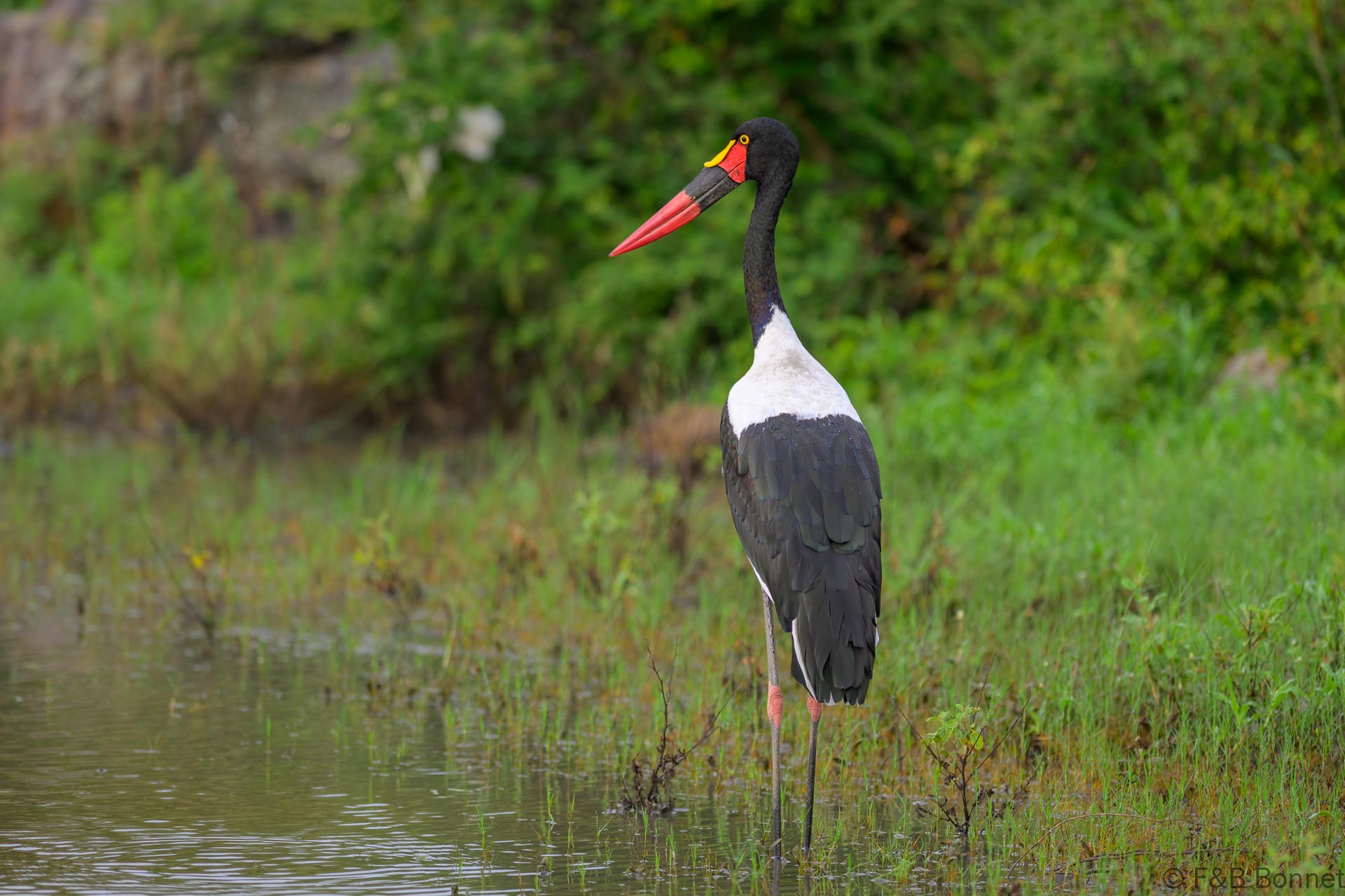 Saddle-billed Stork - South Africa - Kruger NP - 2025