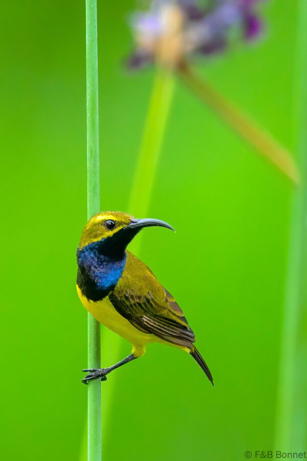 Sahul Sunbird - Indonesia - Tomohon - 2024