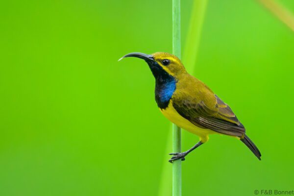 Sahul Sunbird - Indonesia - Tomohon - 2024