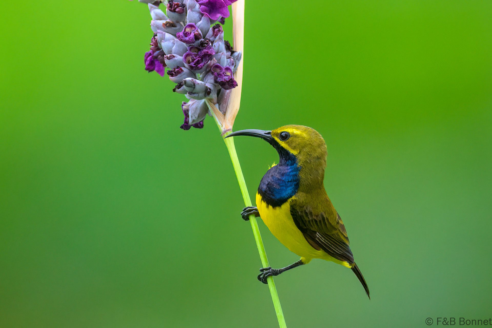 Sahul Sunbird - Indonesia - Tomohon - 2024