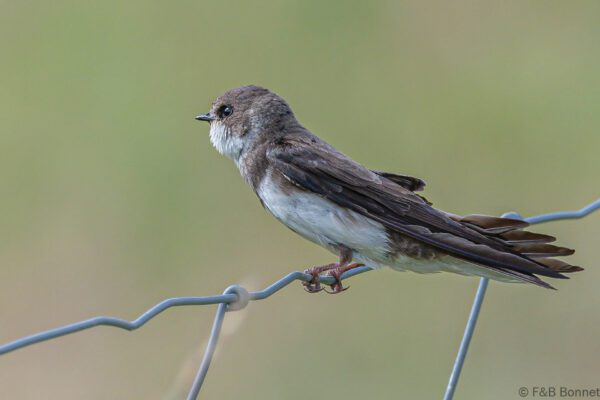 Hirondelle de rivage - France - Bretagne - 2021