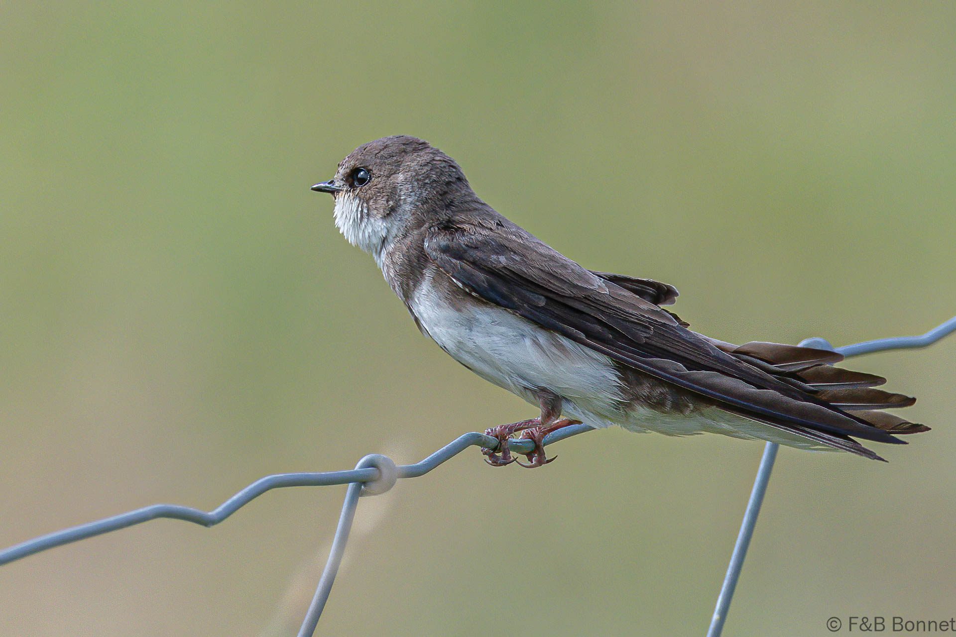 Hirondelle de rivage - France - Bretagne - 2021