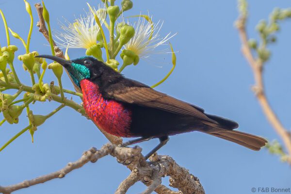 Souimanga à poitrine rouge - Sénégal - Dindéfélo - 2023