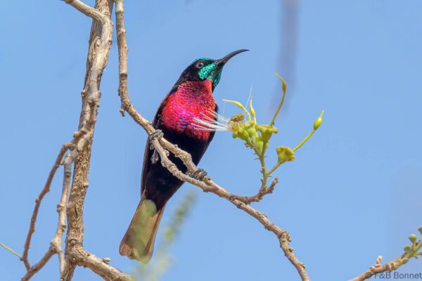 Souimanga à poitrine rouge - Sénégal - Dindéfélo - 2023