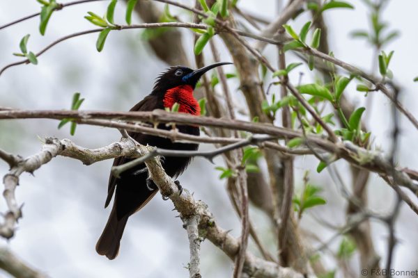 Scarlet-chested Sunbird ♂ - South Africa - Ndumu - 2026