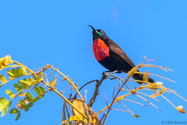 Scarlet-chested Sunbird - Zimbabwe - Honde Valley - 2026
