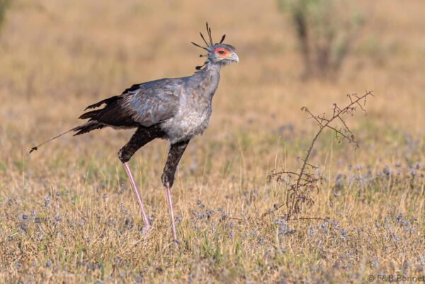 Secretarybird - Botswana - Kalahari - 2019