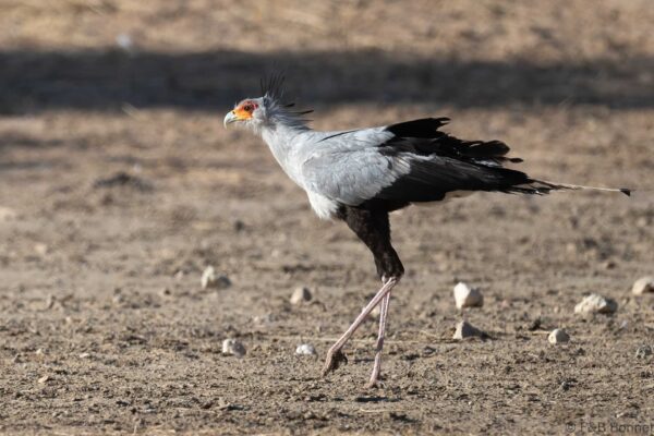 Secretarybird - South Africa - Kgalagadi NP - 2024