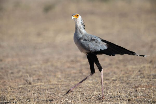 Secretarybird - South Africa - Kgalagadi NP - 2024