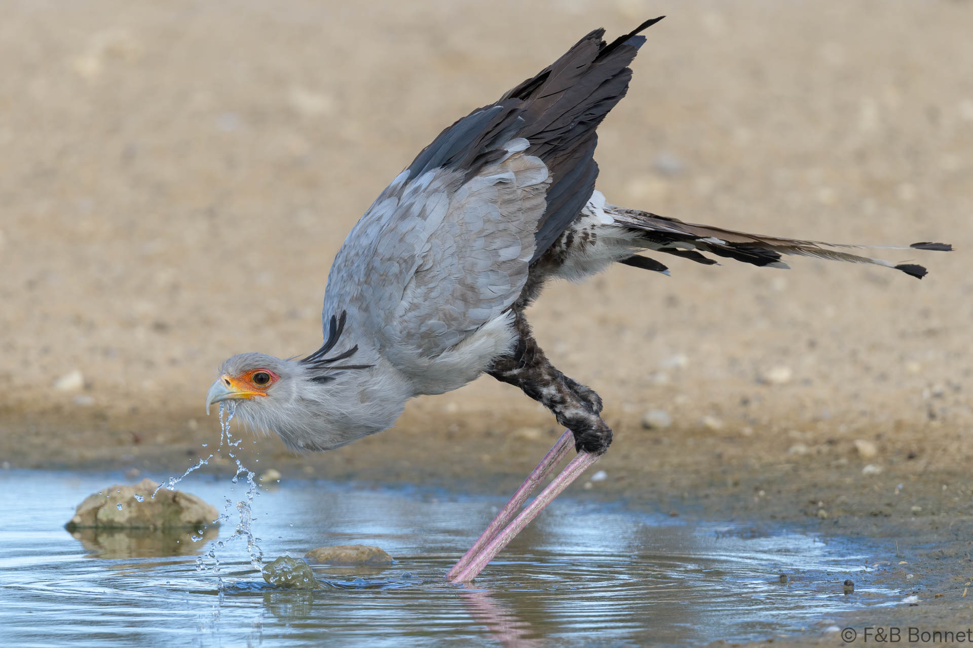 Secretarybird - South Africa - Kgalagadi NP - 2024
