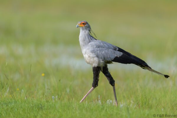 Secretarybird - South Africa - Giants Castle - 2026