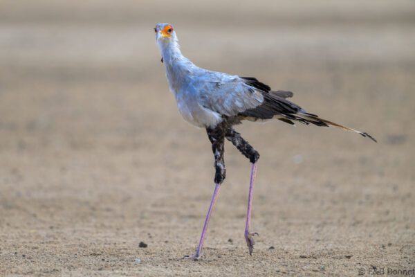 Secretarybird - South Africa - Kgalagadi NP - 2024