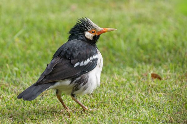 Siamese Pied Myna - Thailand - Bangkok - 2023