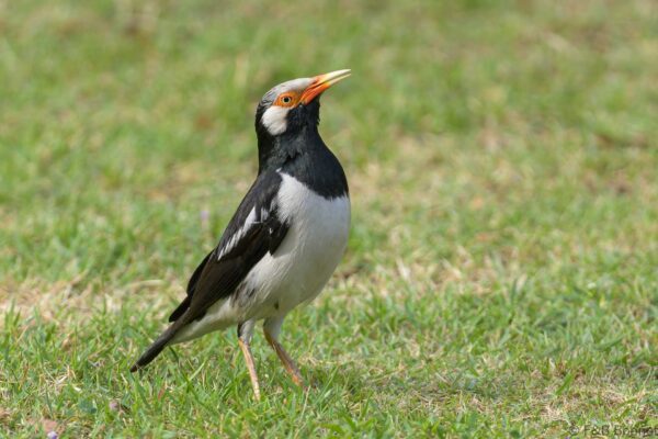 Siamese Pied Myna - Thailand - Bangkok - 2023