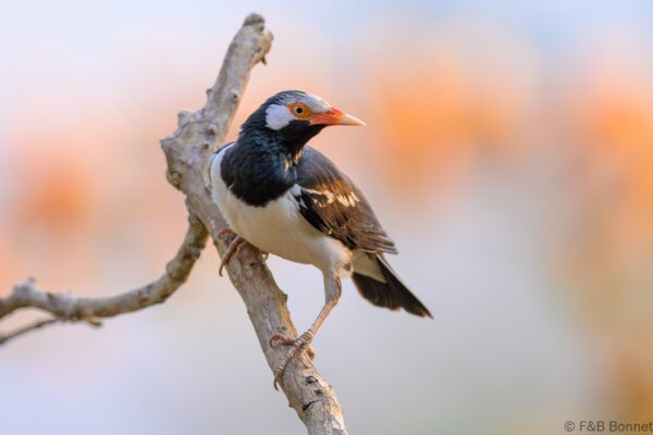 Siamese Pied Myna - Thailand - Kaeng Krachan - 2025