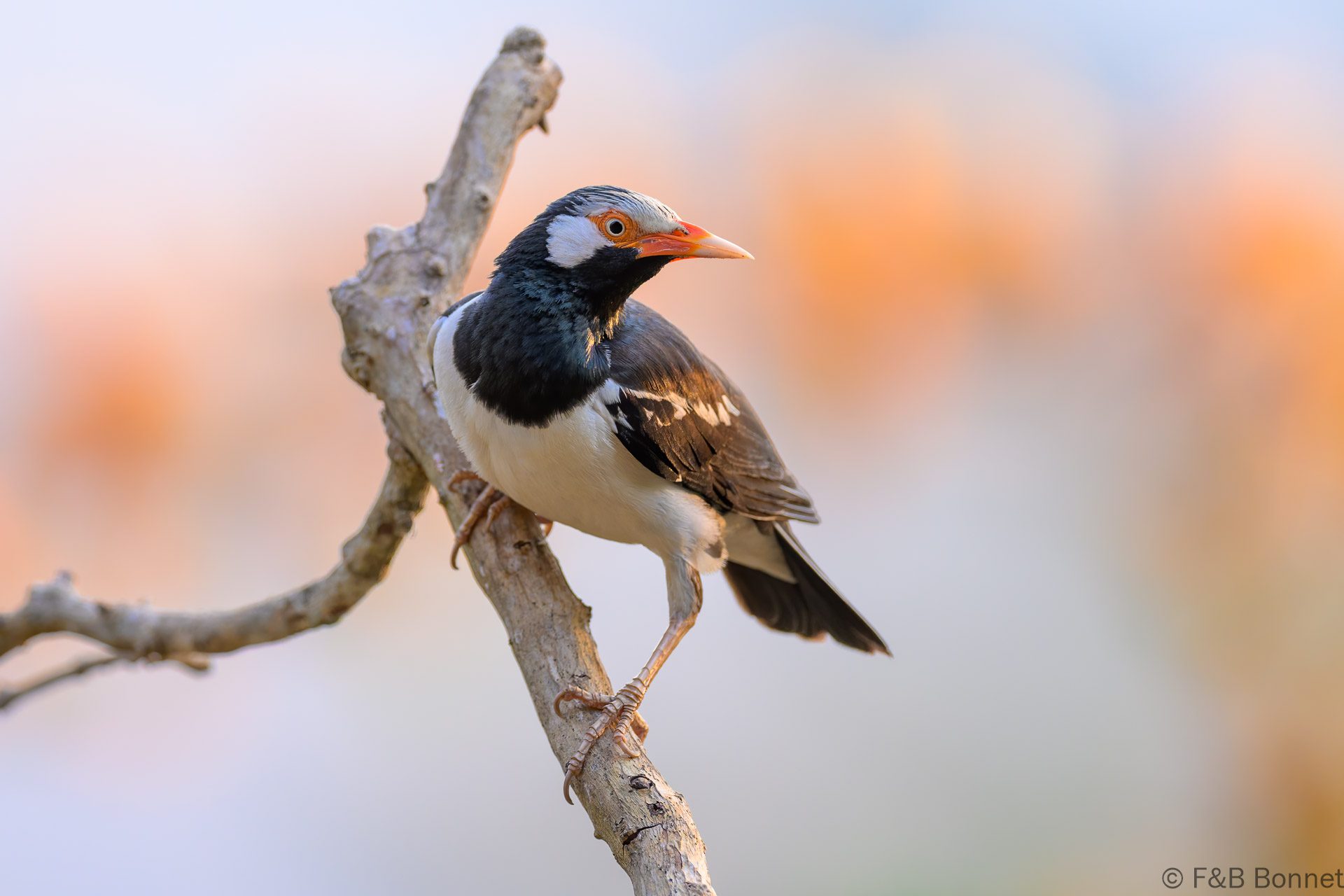 Siamese Pied Myna - Thailand - Kaeng Krachan - 2025