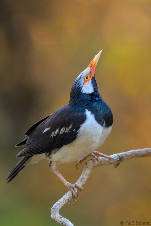 Siamese Pied Myna - Thailand - Kaeng Krachan - 2025