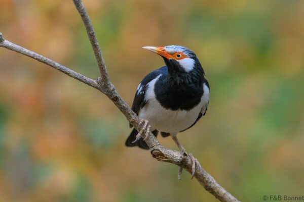 Siamese Pied Myna - Thailand - Kaeng Krachan - 2025