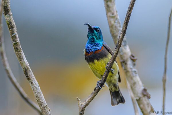 Souimanga malgache - Madagascar - Andasibe - 2023