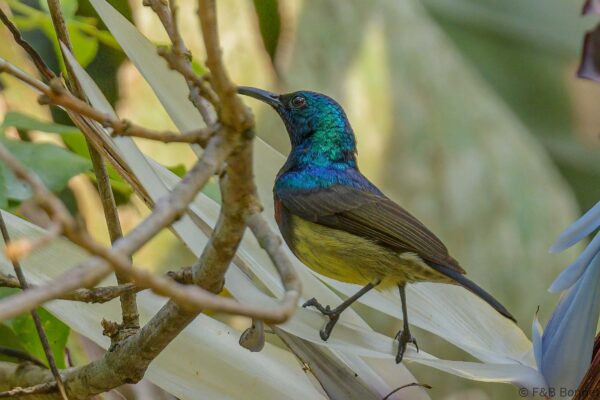 Souimanga malgache - Madagascar - Andasibe - 2023