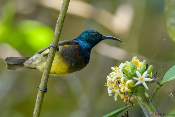 Souimanga malgache - Madagascar - Andasibe - 2023