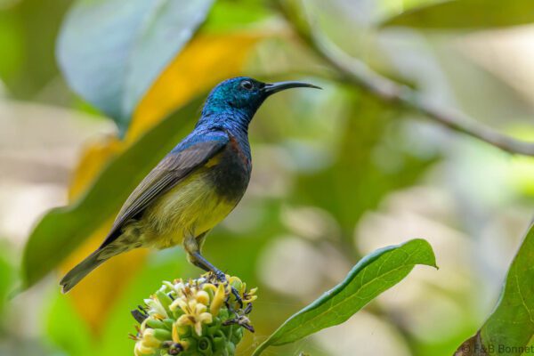 Souimanga malgache - Madagascar - Andasibe - 2023