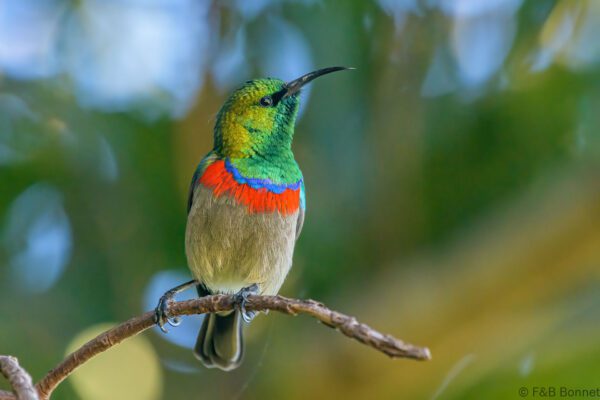 Southern Double-collared Sunbird ♂ - South Africa - Betty's Bay - 2022