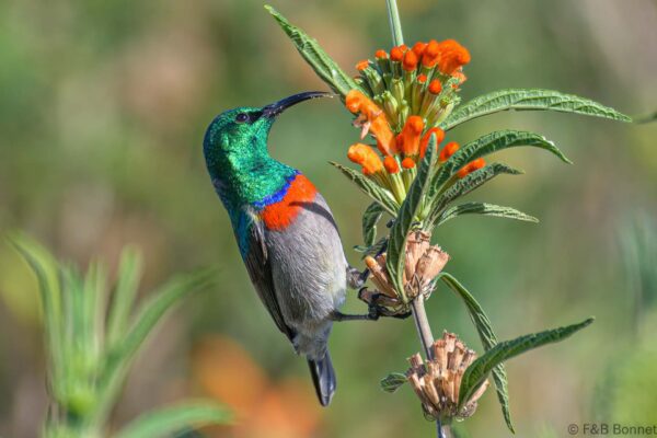 Southern Double-collared Sunbird ♂ - South Africa - Betty's Bay - 2022