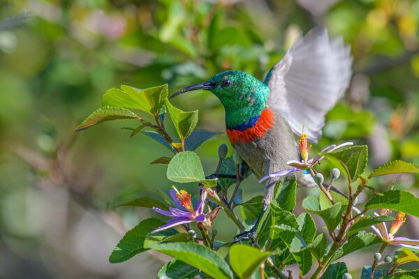 Southern Double-collared Sunbird ♂ - South Africa - Brenton-on-lake - 2022