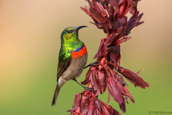 Southern Double-collared Sunbird ♂ - South Africa - Cape Town - 2025
