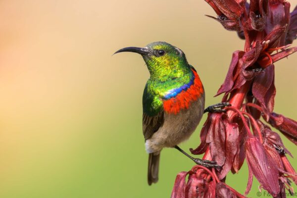 Southern Double-collared Sunbird ♂ - South Africa - Cape Town - 2025