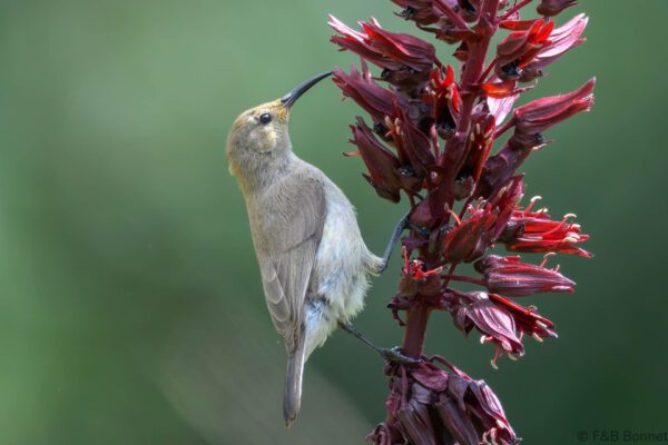 Southern Double-collared Sunbird ♀ - South Africa - Cape Town - 2025