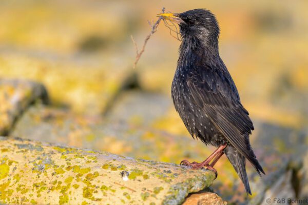 Estornino negro - España - Castilla La Mancha - 2024