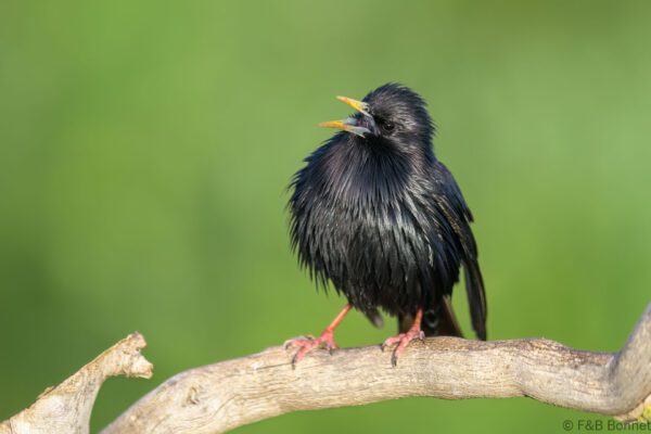 Estornino negro - España - Castilla La Mancha - 2024