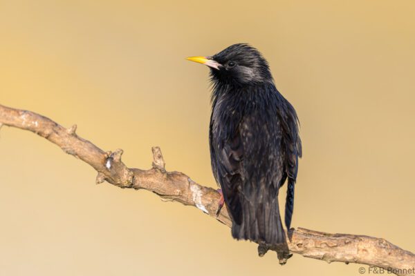 Estornino negro - España - Castilla La Mancha - 2024