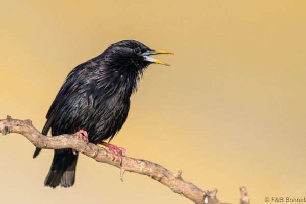 Estornino negro - España - Castilla La Mancha - 2024
