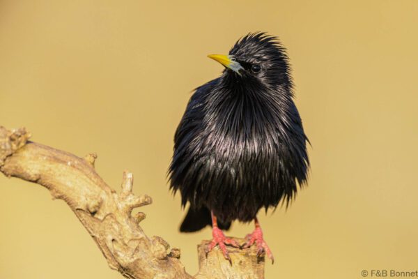 Estornino negro - España - Castilla La Mancha - 2024