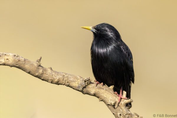 Estornino negro - España - Castilla La Mancha - 2024