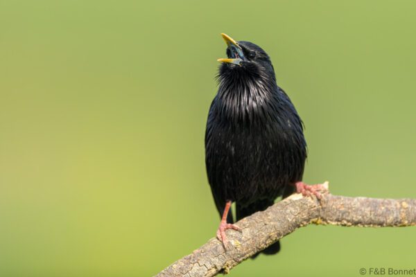 Estornino negro - España - Castilla La Mancha - 2024