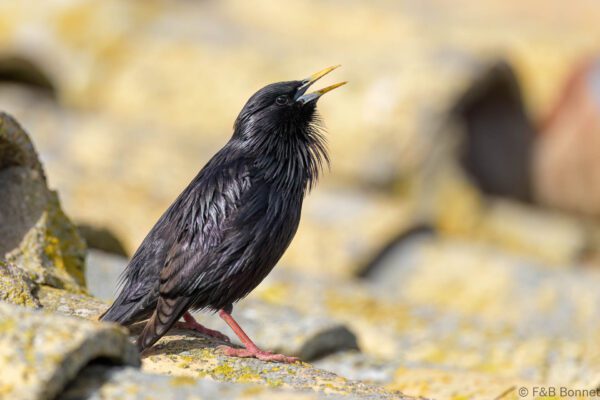 Estornino negro - España - Castilla La Mancha - 2024