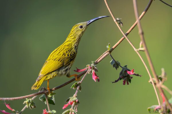 Streaked Spiderhunter - China - Yunnan - 2025