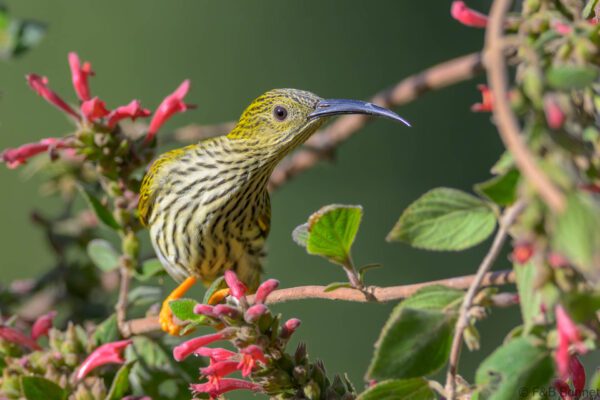 Streaked Spiderhunter - China - Yunnan - 2025