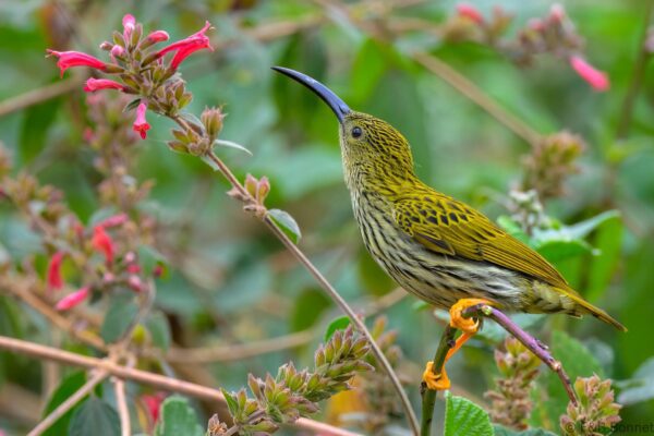 Streaked Spiderhunter - China - Yunnan - 2025