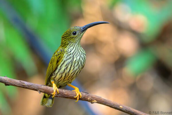 Streaked Spiderhunter - China - Yunnan - 2025