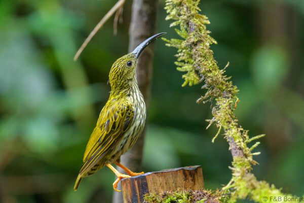 Streaked Spiderhunter - Thailand - Doi Inthanon - 2024