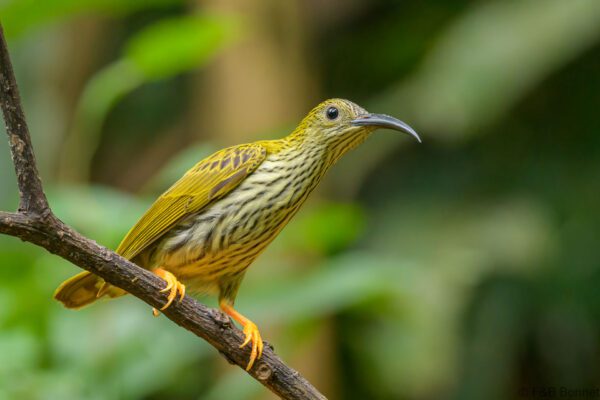 Streaked Spiderhunter - Thailand - Doi Inthanon - 2024