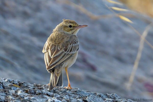 Bisbita campestre - España - Andalucía - 2022