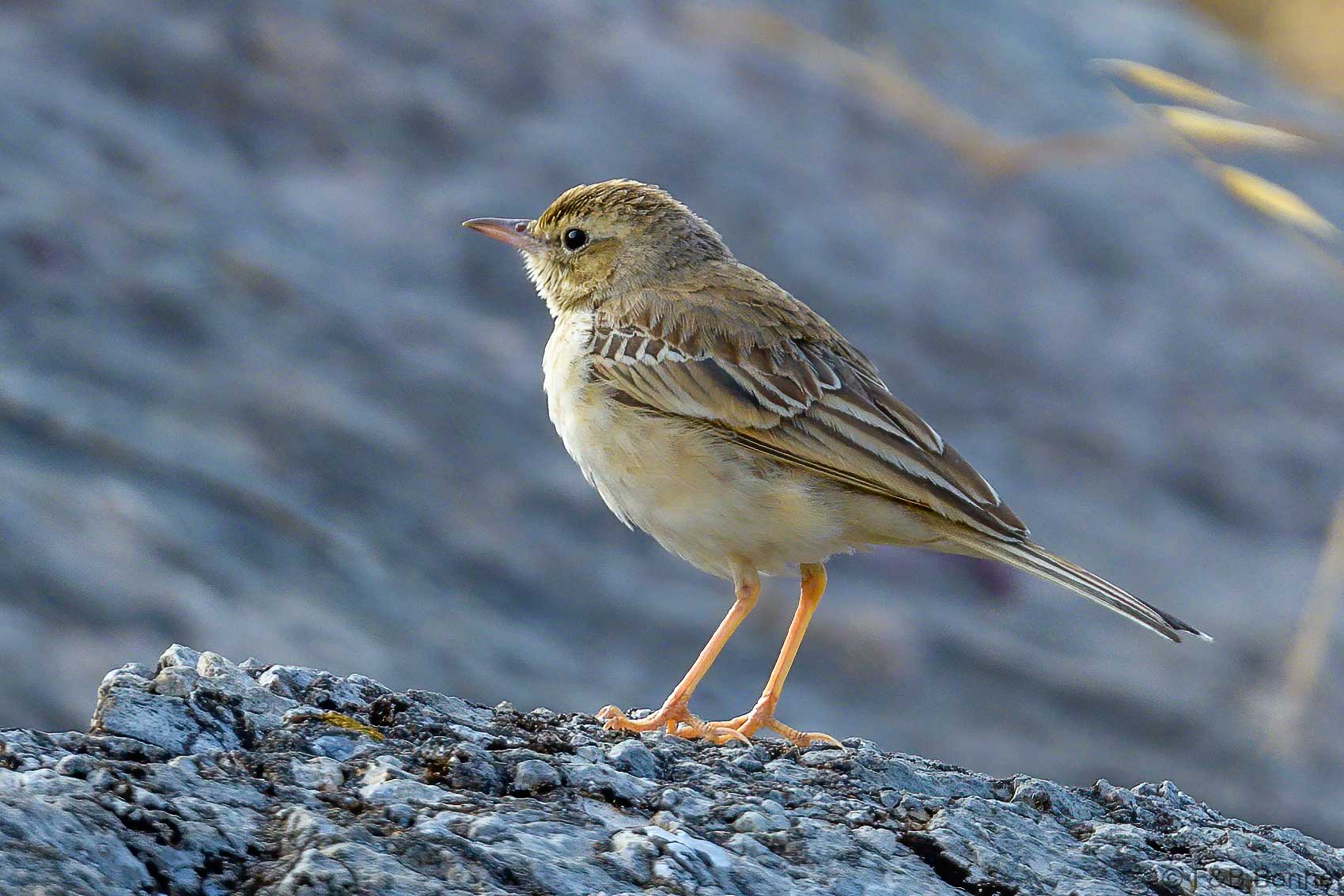 Bisbita campestre - España - Andalucía - 2022