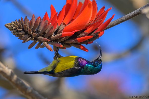 Variable Sunbird - Zimbabwe - Nyanga - 2026