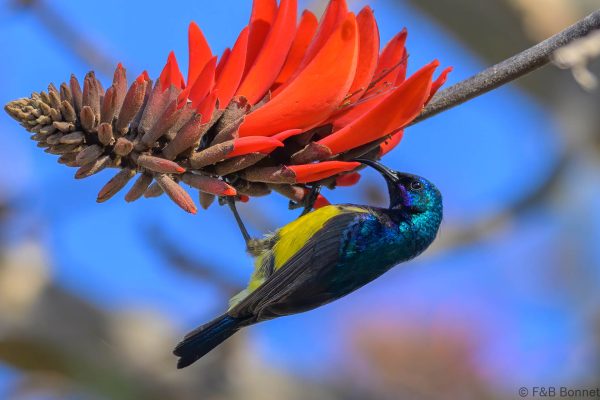Variable Sunbird - Zimbabwe - Nyanga - 2026